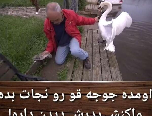 عکس جوجه ی قو