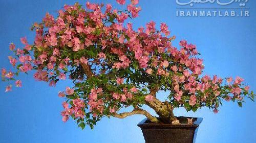 عکس درختچه آویشن