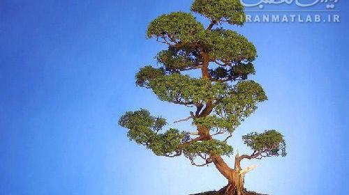 عکس درختچه آویشن