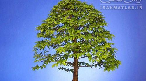 عکس درختچه آویشن