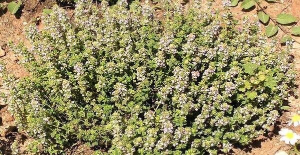 عکس درختچه آویشن