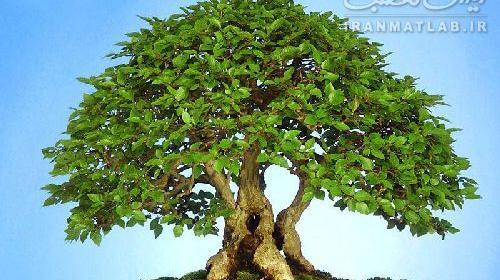 عکس درختچه آویشن
