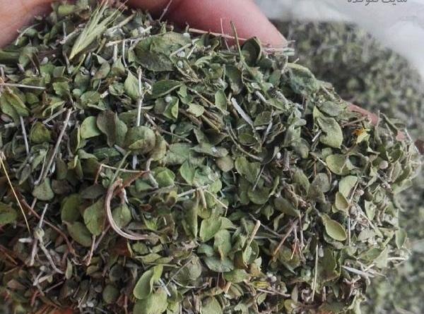 عکس درختچه آویشن