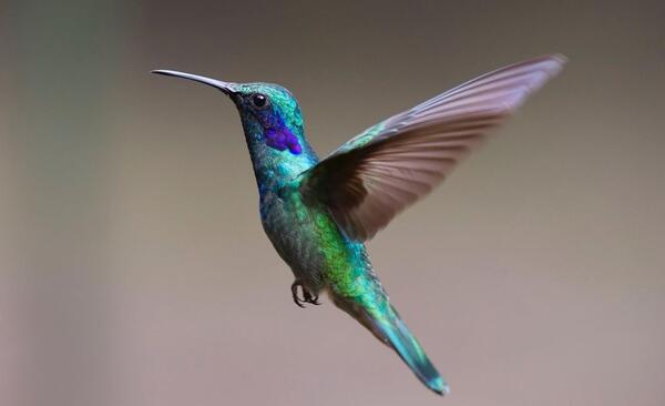 عکس مرغ پشه خوار