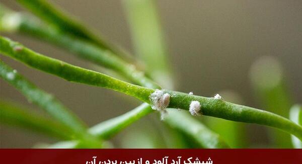 عکس شپشک آرد