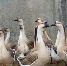 عکس قوغاز آفریقایی