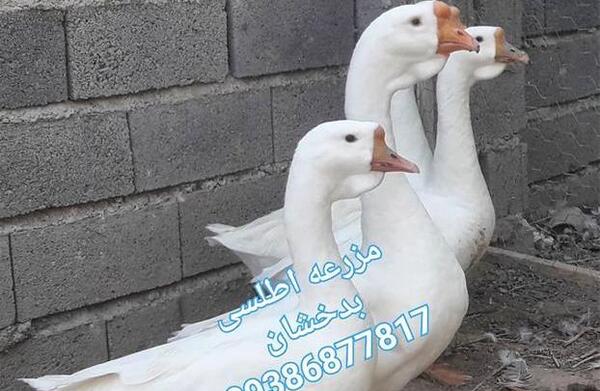 عکس قوغاز آفریقایی