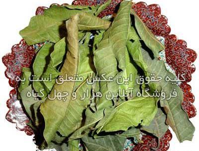 عکس کاشت انبه