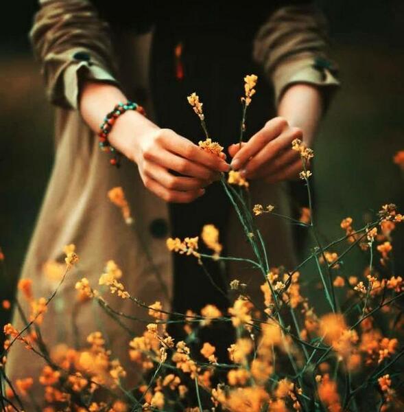عکس روباه های نارنجی