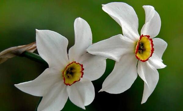 عکس قران با گل نرگس