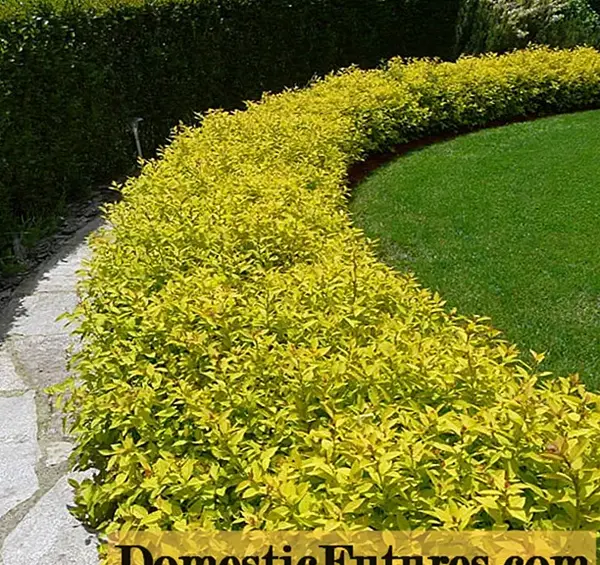 عکس فرش طلایی