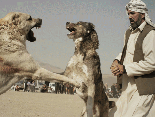 عکس های سگ افغانی