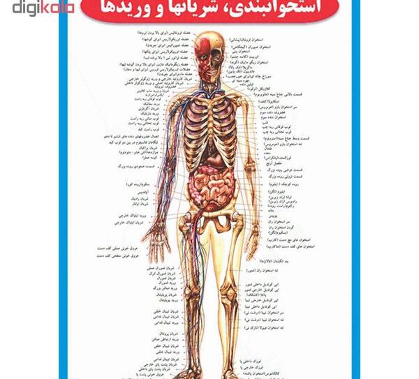 عکس های آناتومی بدن