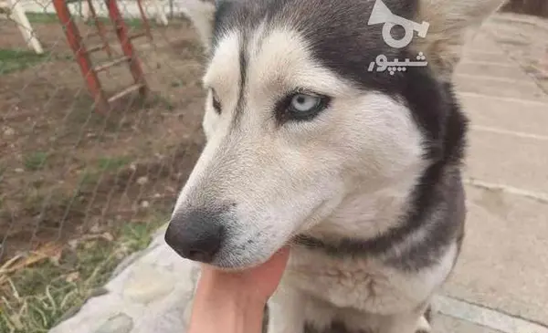 عکس سگ هاسکی چشم یخی