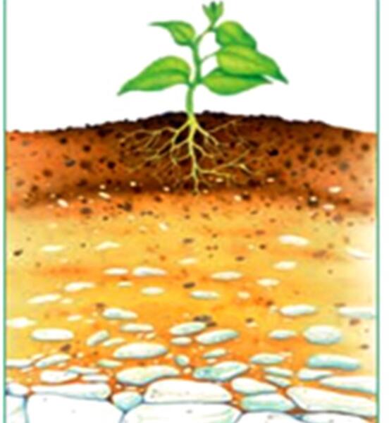 عکس خاک گیاهان