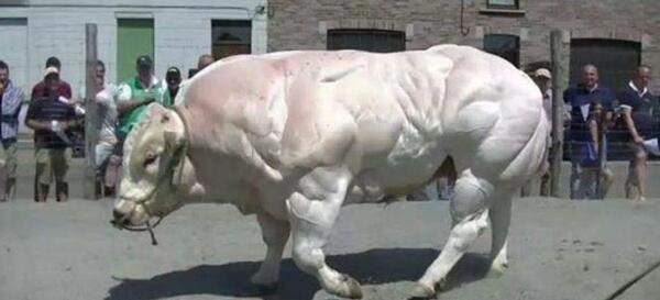 عکس گاو بلژیکی