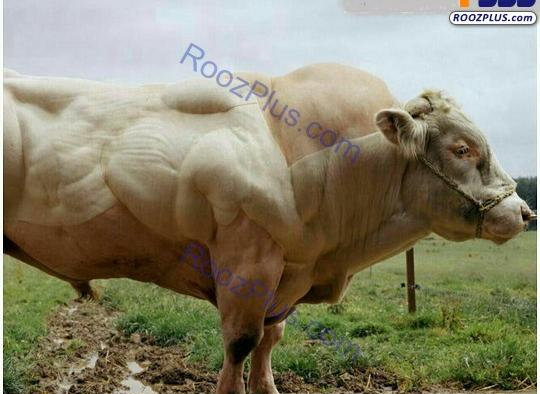 عکس گاو بلژیکی