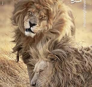 عکس شیر خسته