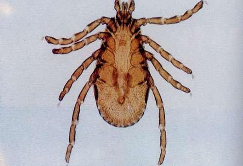 عکس کنه هیالوما