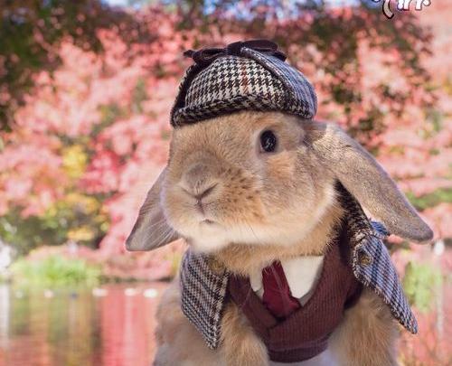 عکس نقاشی خرگوش بامزه