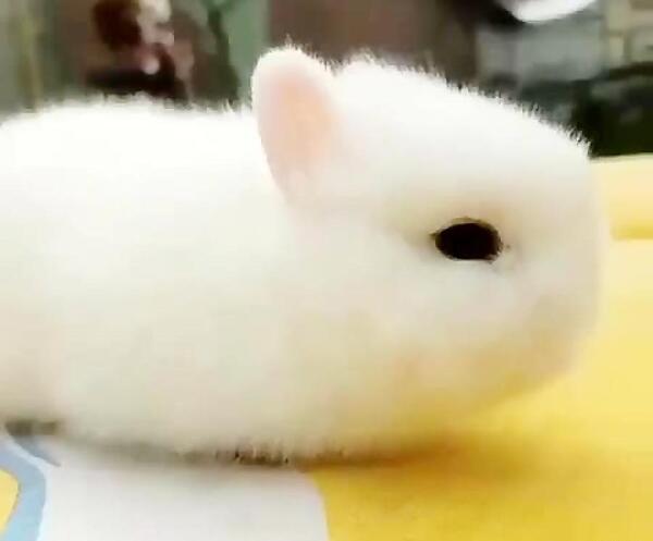 عکس نقاشی خرگوش بامزه