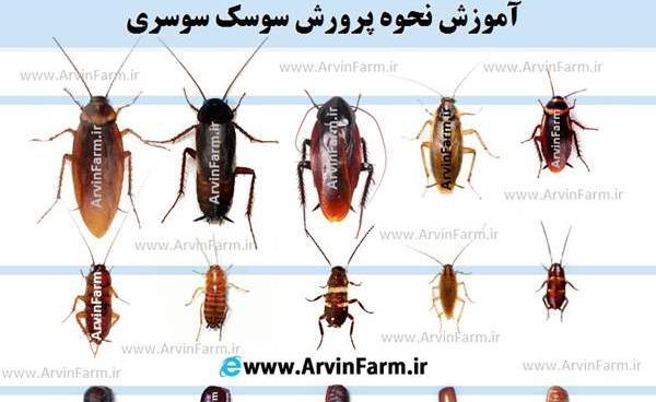 عکس فضله ی سوسک