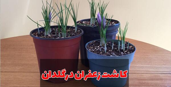 عکس کاشت زعفران در گلدان