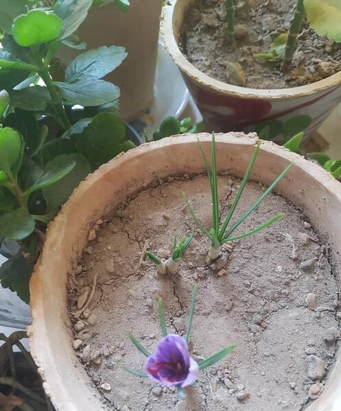 عکس کاشت زعفران در گلدان