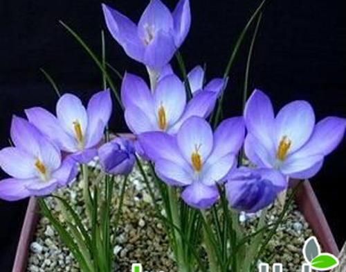 عکس کاشت زعفران در گلدان