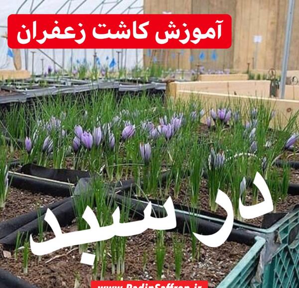 عکس کاشت زعفران در گلدان
