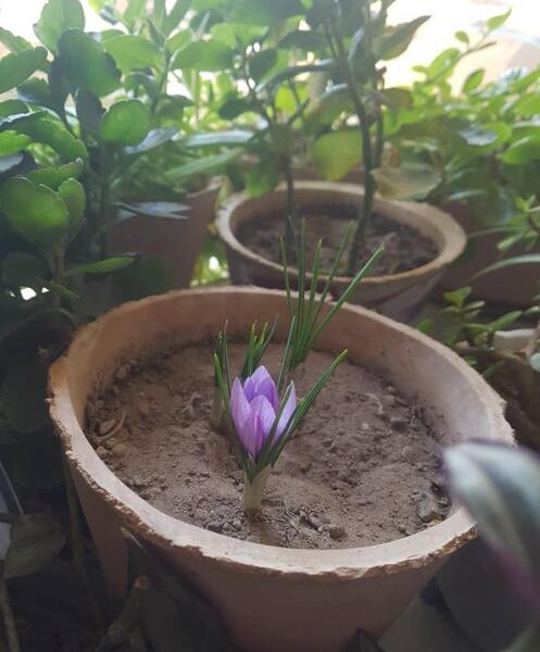 عکس کاشت زعفران در گلدان