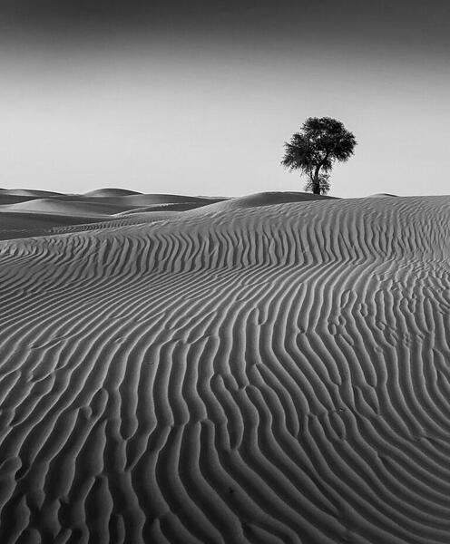 عکس سیاه و سفید از طبیعت