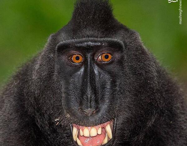عکسهای حیوانات میمون