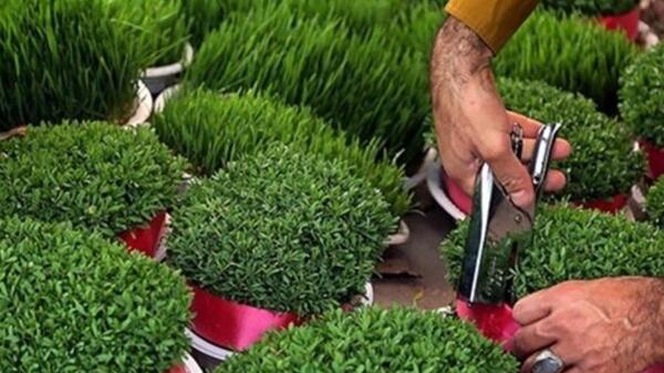 عکس تصاویر سبزه شب عید