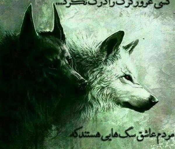 عکس گرگ آدمی