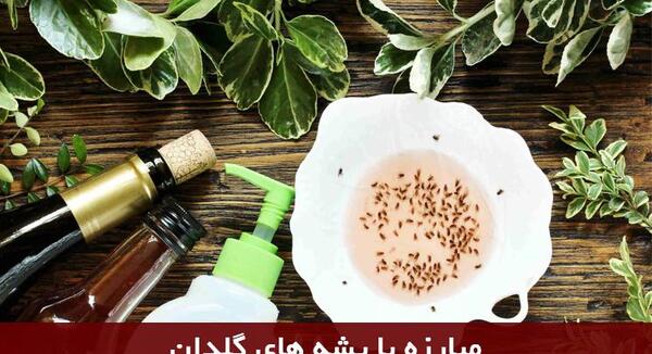 عکس پشه گلدان