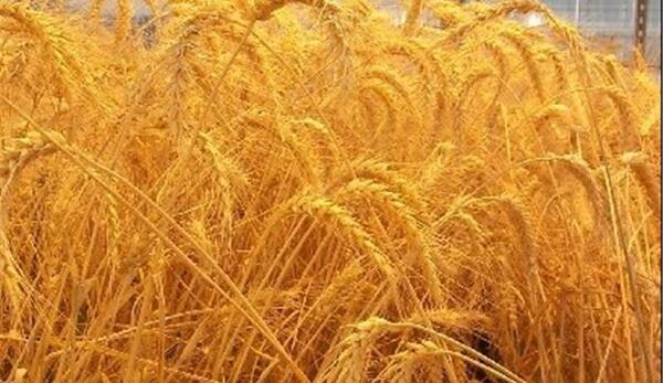 عکس کاشت دانه گندم
