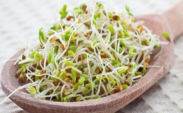 عکس کاشت دانه گندم