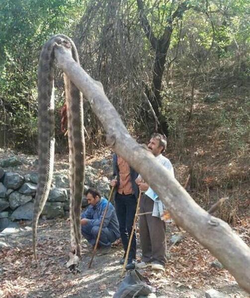 عکس شهر ثمرین