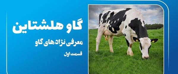 عکس گاو نر هلشتاین