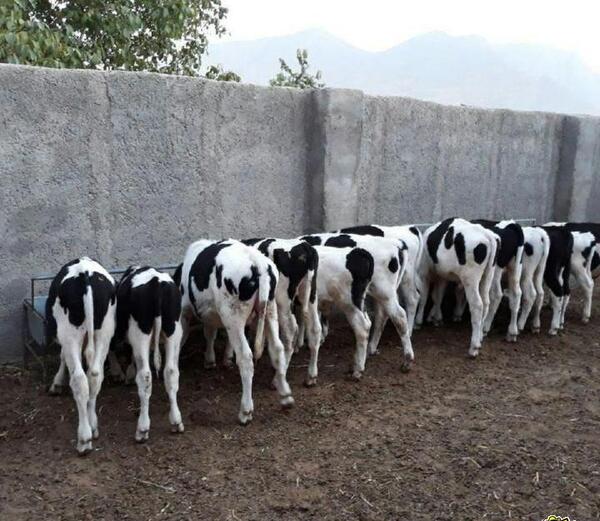 عکس گاو نر هلشتاین