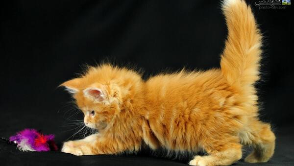 عکس گربه زرد و سفید