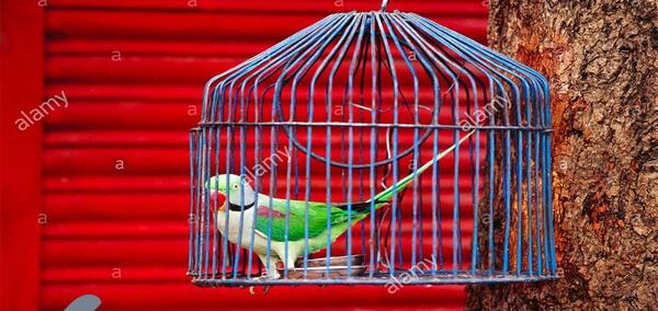 عکس طوطی داخل قفس