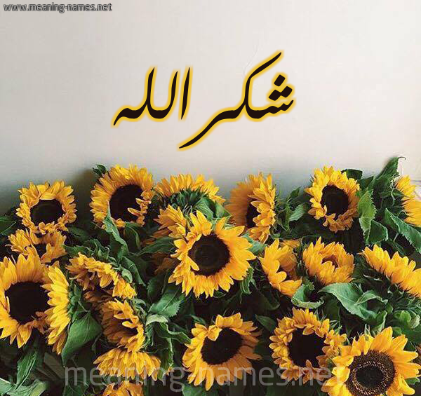 عکس شکرالله
