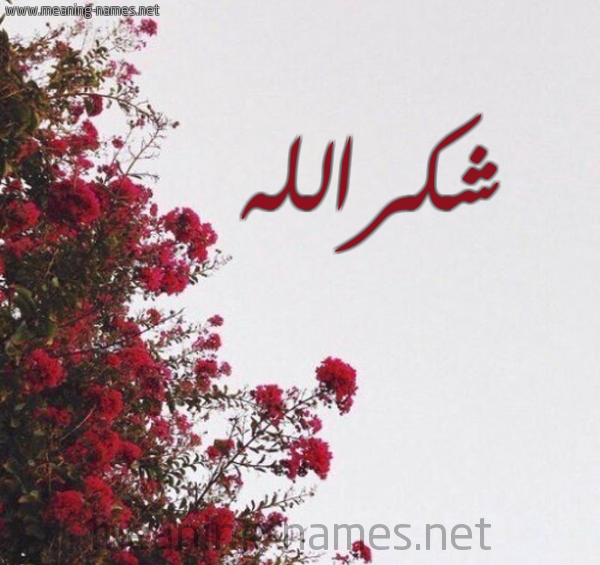 عکس شکرالله