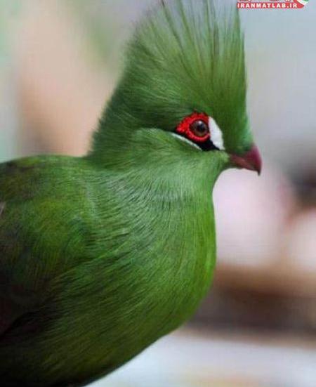 عکس زیبا ظاهری
