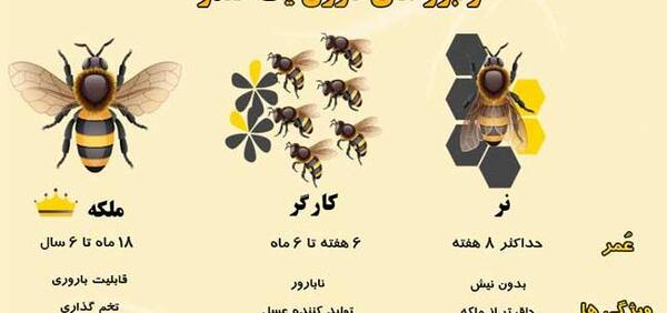 عکس ملکه زنبورهای قرمز
