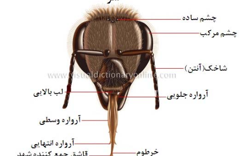 عکس ملکه زنبورهای قرمز