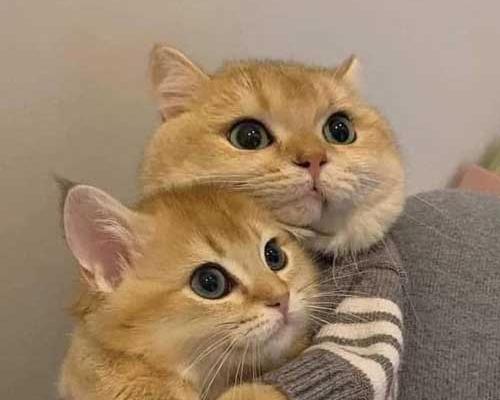 عکس گربه برای پروفایل واتساپ
