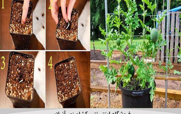 عکس کاشت هندوانه